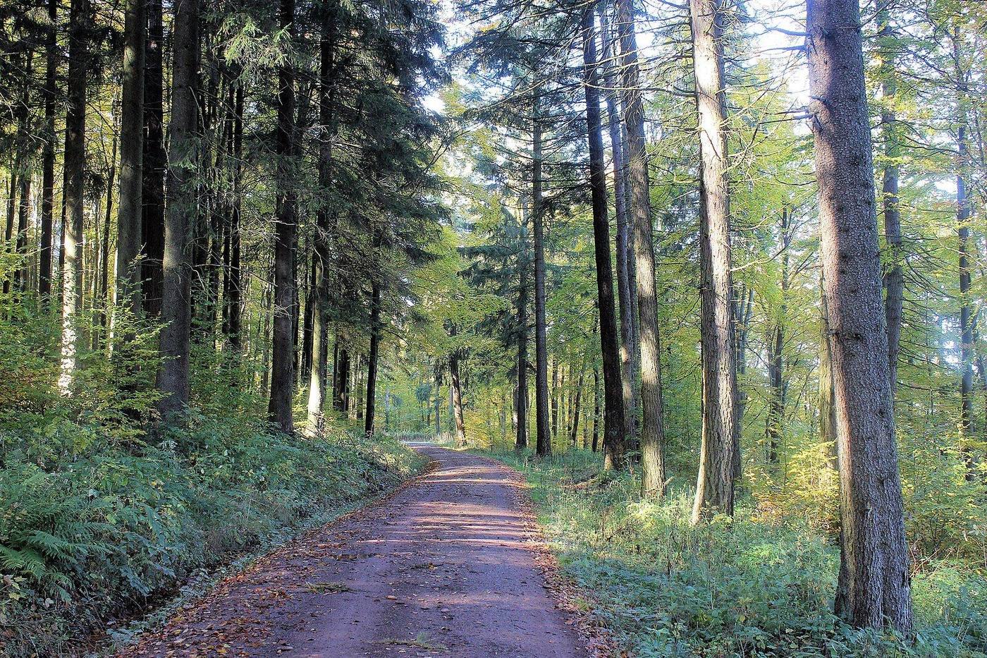 Waldweg im Südharz bei Ilfeld