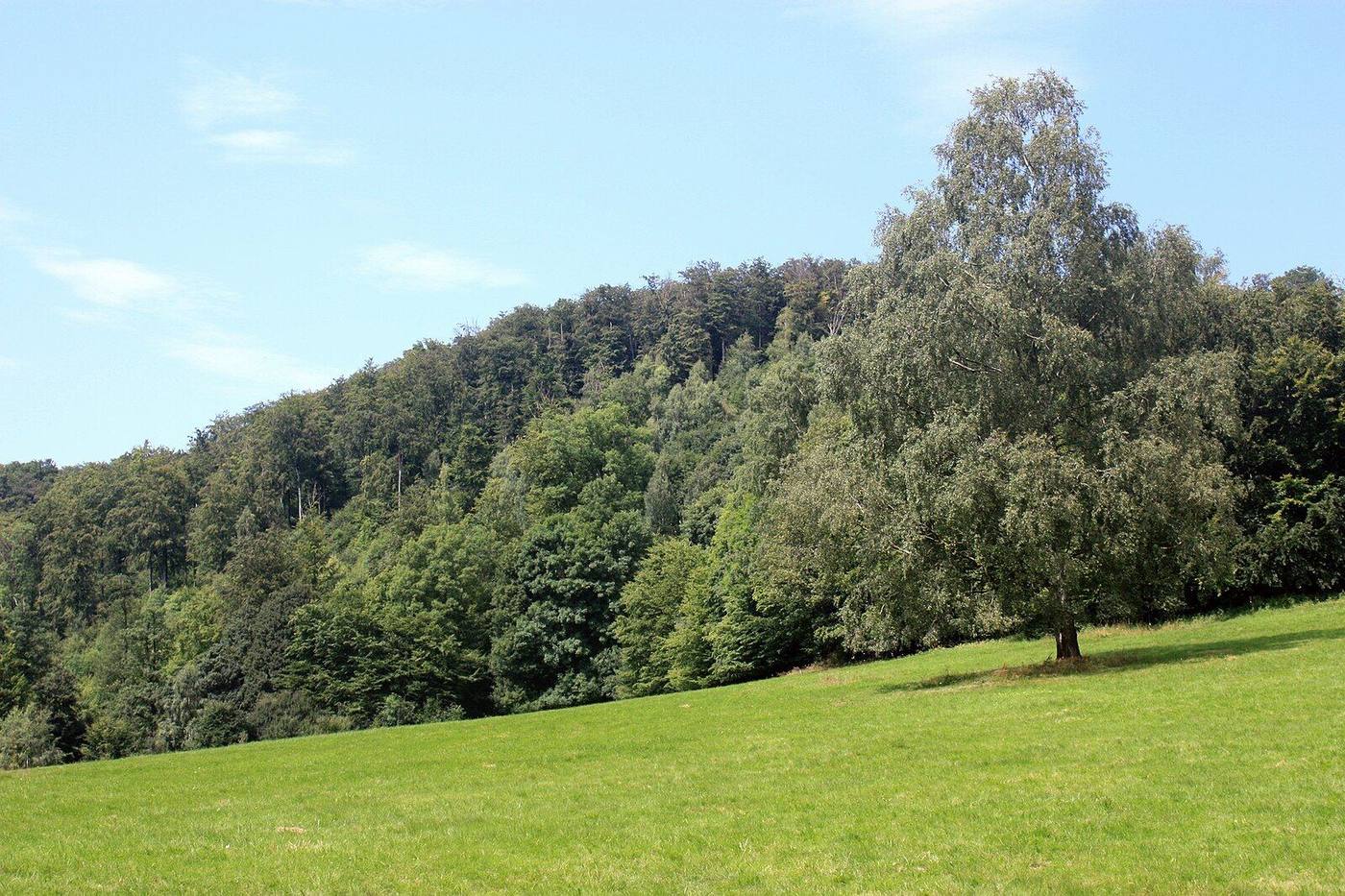 Waldwiese nahe dem Braunsteinhaus